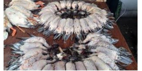 بازار فروش پرندگان فریدونکنار کل استان مازندران را درگیر کرده است