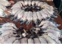 بازار فروش پرندگان فریدونکنار کل استان مازندران را درگیر کرده است