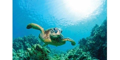 تلف شدن سالانه صدها لاک‌پشت بر اثر زباله‌های انسانی