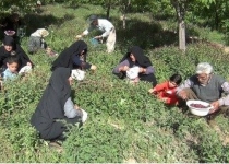 تهران زیر کشت "گیاهان دارویی" می‌رود