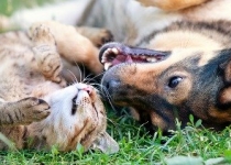 مزارعی که سگ و گربه را در کنار هم نگه می دارند موش کمتری دارند
