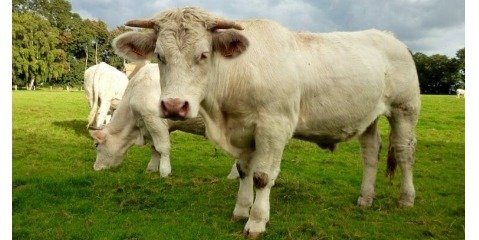 دستکاری ژنتیکی جهت بدنیا آمدن جنس نر در گاوها