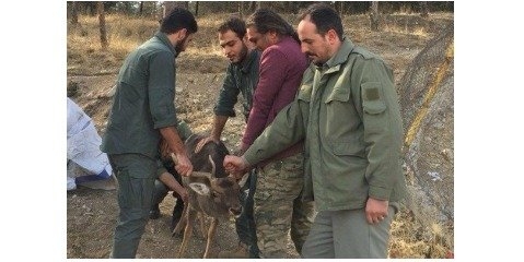 ابطال مجوز یک مرکز  نگهداری حیات وحش در تهران