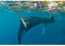 نفوذ آلودگی‌های پلاستیکی به دورافتاده‌ترین نقاط اقیانوس‌ها