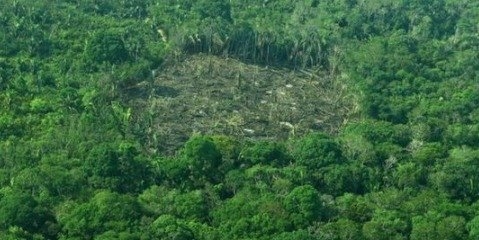 کاهش ۱۳ درصدی جنگل‌زدایی در آمازون
