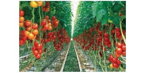تولید گوجه فرنگی تراریخته مقاوم به آفت «مگس مینور»