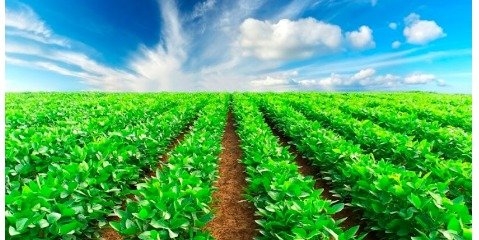 زنجیره تولید تا مصرف محصولات کشاورزی باید تشکیل شود