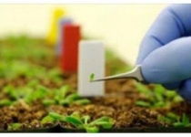 افزایش تولید گیاهان دارویی با باززایی و ریزازدیادی