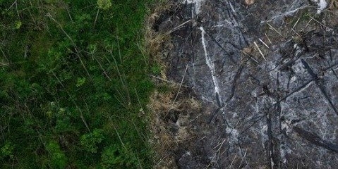اثرات سوء تغییرات اقلیمی بر جنگل‌ها