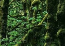 جنگل زدایی در آمازون و استرس جنگل های شمال