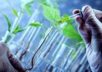  آیا با انتقال تک ژن ها می توان «عملکرد» محصولات زراعی را افزایش داد؟