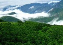 در ایران ۶ نوع جنگل وجود دارد