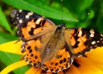 رشد جمعیت گونه‌ای از پروانه همزمان با افزایش بارش‌ها 