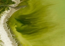ایجاد جلبک های سمی سنگین بیش از 100 تن در دریاچه یوتا در اثر افزایش طول موج گرما