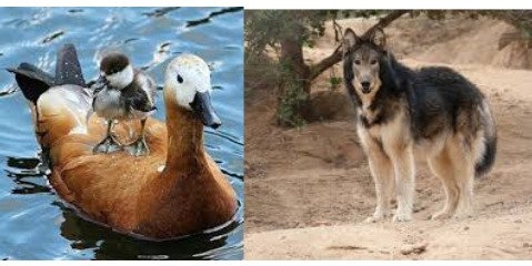 سگ‌های اهلی رها و گرگاس ها خطر جدی حیات وحش/ جوجه آوری اردک سرسفید در تالاب «کانی برازان» 