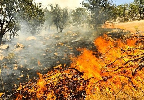 ۹۵ درصد آتش سوزی‌ در جنگل‌ عامل انسانی دارد/اختصاص۷۰۰ میلیون دلار برای توسعه جنگلکاری در کشور 