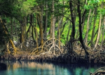 کاهش کربن آبی با حفاظت و احیای جنگل‌های حرا 