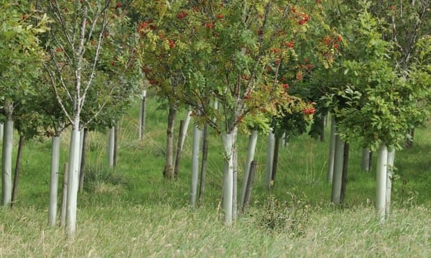بزرگترین کمپین درختکاری در انگلیس
