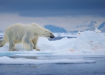ذوب یخ ها زندگی خرس های قطبی را تهدید می کند
