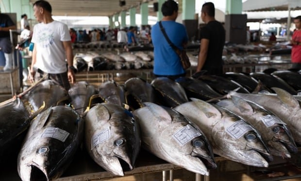 افزایش تقاضا ماهی تن را منقرض خواهد کرد