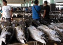 افزایش تقاضا ماهی تن را منقرض خواهد کرد
