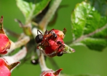 آنتی بیوتیک های بدن مورچه عامل حفاظت از گیاهان