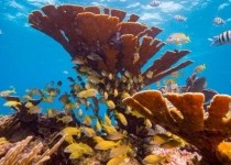 اسیدی شدن آب اقیانوس ها عامل تخریب زندگی دریایی