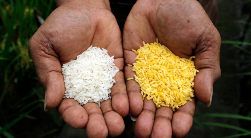 برنج طلایی می تواند زندگی میلیون ها نفر را نجات دهد