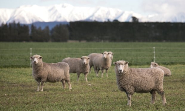 اجرای برنامه ژنتیکی دامها در نیوزلند برای مقابله با تغییرات آب و هوا 