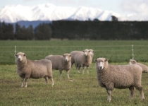 اجرای برنامه ژنتیکی دامها در نیوزلند برای مقابله با تغییرات آب و هوا 
