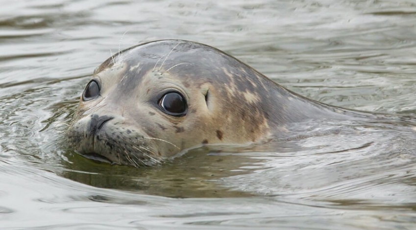 خطر انقراض تنها پستاندار آبزی دریای خزر
