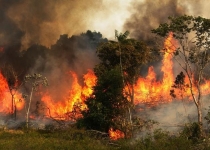 معادل ۸ میلیون زمین فوتبال از جنگل های آمازون نابود شده است