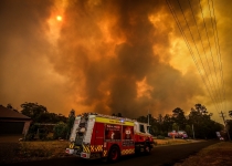 بزرگ‌ترین قربانیان آتش سوزی جنگل‌ها در استرالیا جانوران هستند 