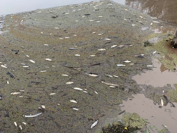 کشته شدن صدها هزار ماهی در اثر ورود خاکستر به رودخانه