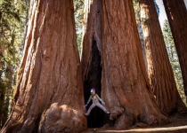 سه عامل مرگبار نابودی درختان کالیفرنیا 