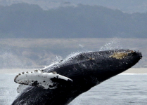 تغییرات اقلیمی نهنگ ها را به ساحل نزدیک تر کرده است