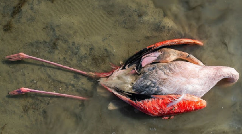 مرگ پرندگان میانکاله، از شکار تا مسمومیت