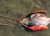 مرگ پرندگان میانکاله، از شکار تا مسمومیت