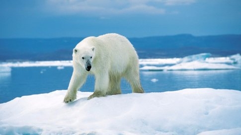 اثرات تغییر اقلیم بر خرس های قطبی