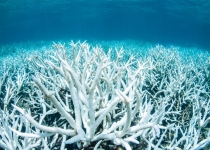 صخره های مرجانی تا سال 2100 از بین خواهند رفت