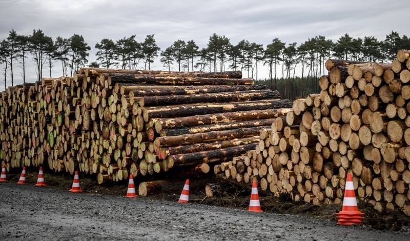 چراغ سبز دادگاه آلمان به تسلا برای ادامه قطع درختان