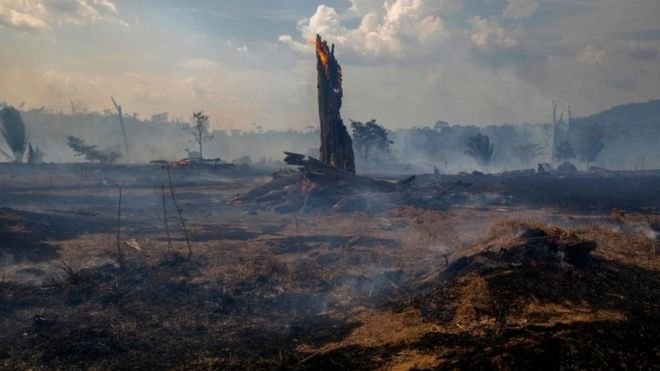نجات جنگلها با کاشت گونه های جدید درختان/تجربه های جدید بلژیک در جهت حفظ جنگلها