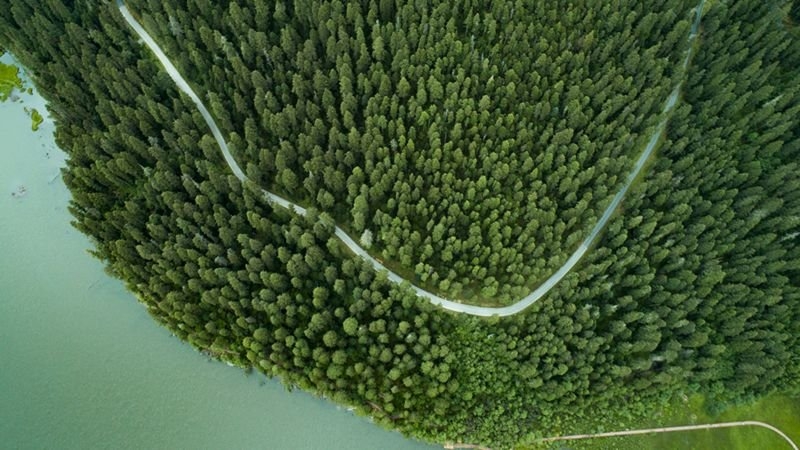 جذب کربن توسط جنگل های چین دست کم گرفته شده است