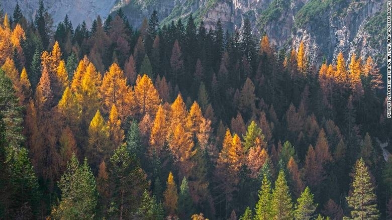 تغییرات اقلیمی باعث می شود درختان زودتر برگ های خود را از دست بدهند