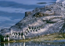 تمساح در دریاچه چیتگر بیش از ۱۰ روز دوام نمی آورد