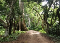 اهمیت جنگل های مقدس در غرب آفریقا در مبارزه با تغییرات اقلیمی