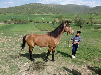 پسر روستایی و رام اسب