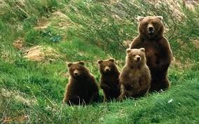 گونهای مختلف جانوری از جمله خرس قهوه ای در جنگلهای هیرکانی وجود دارند.