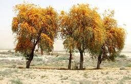 کاشت درخت در زنجان توسط نهضت درختکاری