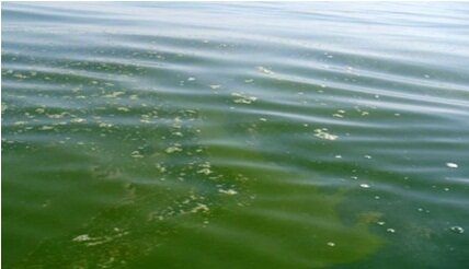 شکوفایی جلبکی در خلیج فارس